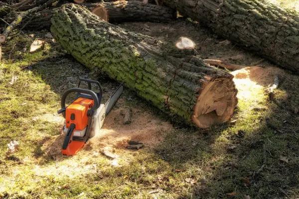 Professional Tree Removal in Springfield for Any Property Size