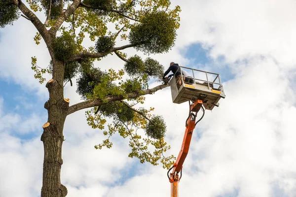 Tree Cutting Service That Ensures Safety and Reliability