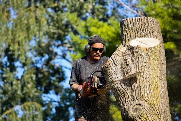 Expert Tree Service in Springfield IL for Professional Tree Maintenance
