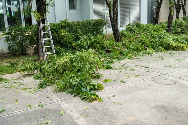 Reliable Tree Removal Mobile for Dangerous and Unwanted Trees